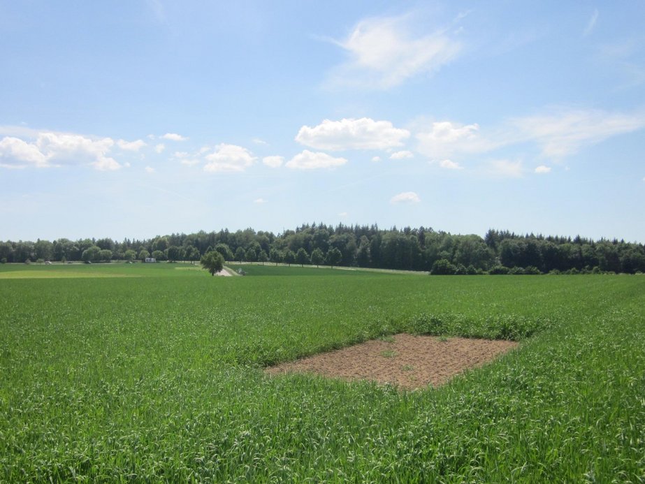 Acker mit Lerchenfeld