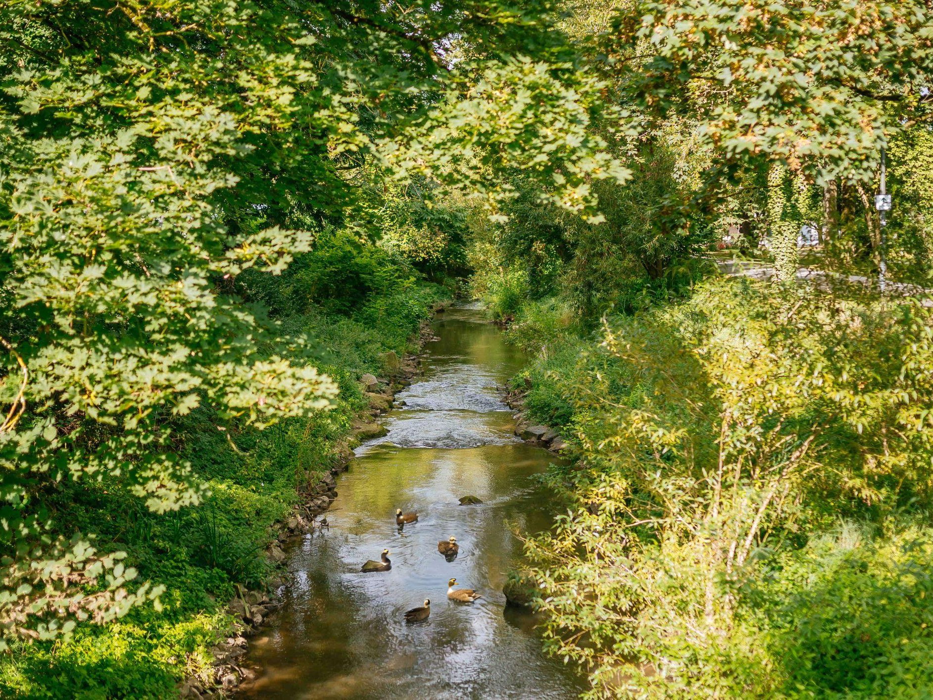 Fluss Ohrn mit Enten