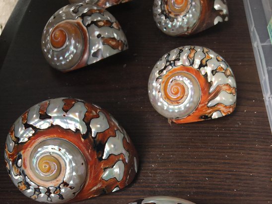 Muschelmuseum Öhringen