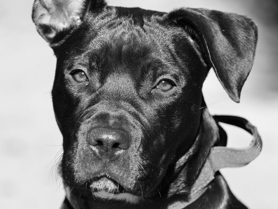 Hundeportrait in schwarz- weiß