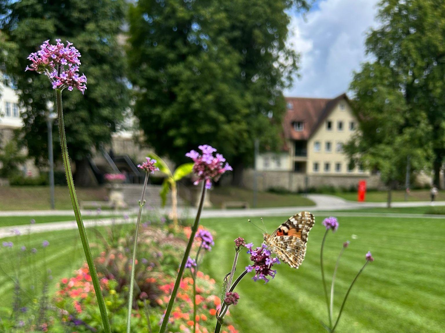 Hofgarten Bepflanzung